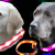 UC Express Universell LED Hundehalsband